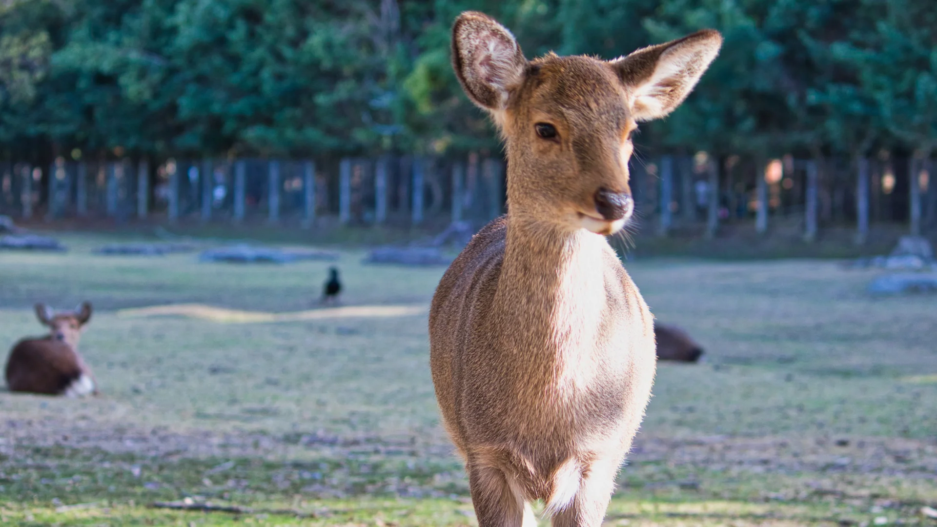 Deer of Nara
