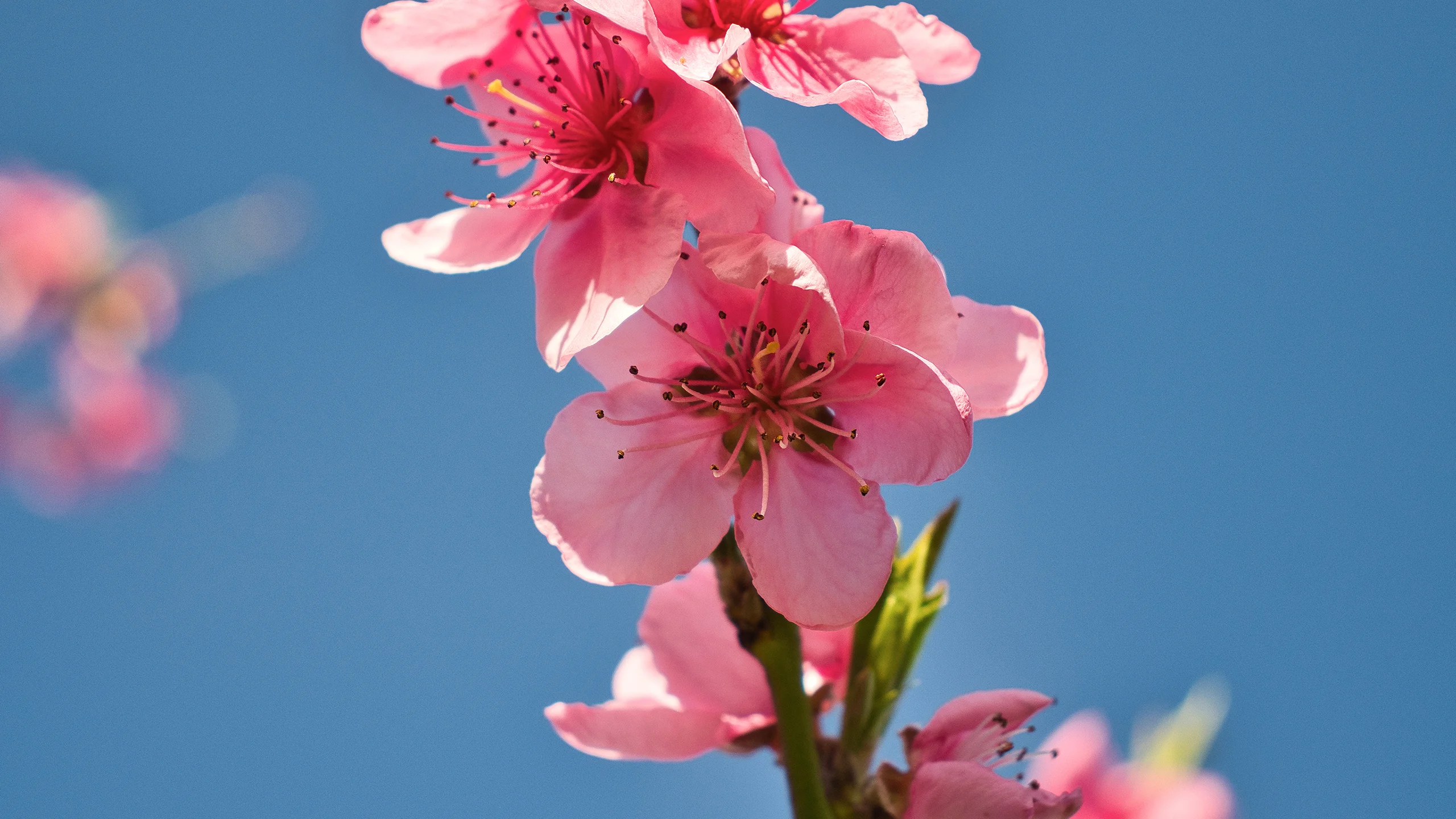 Peach Blossom 1